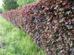 Blutbuche, Fagus sylvatica purpurea, Ballenware, 150-175 cm