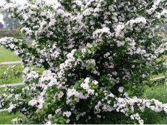 Weißdorn (Crataegus monogyna), 60-100 cm groß (3L Topf)