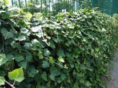 Hedera Helix/Efeu, gestäbt, 60-80 cm groß