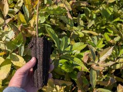 Esskastanie - Castanea sativa