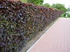 Blutbuche, Fagus sylvatica purpurea, Ballenware oder im 5L Container, 125-150 cm