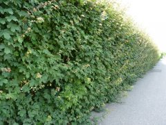 Feldahorn, Ahorn (Acer campestre) im Container, 175-200cm