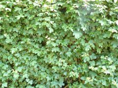 Acer campestre/Feldahorn, Wurzelware, 80 cm bis 125 cm