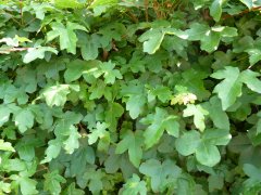 Acer campestre/Feldahorn, Wurzelware, 125 cm bis 150 cm