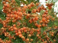 Feuerdorn (orange, Pyracantha crenoserata Orange Glow)