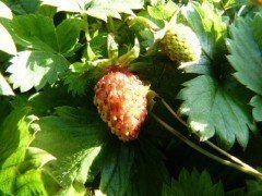 Wald-Erdbeere (Fragaria vesca, Monatserdbeere)