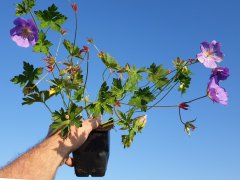 Storchschnabel Rozanne (Geranium wallichianum 'Rozanne' ®)
