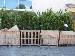 25 x Klimabaum im 3-5L Topf, je 100-200 cm groß 25 x Klimabaum im 3-5L Topf, je 100-200 cm groß
