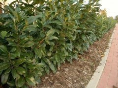 Prunus laurocerasus (Kirschlorbeer) Rotundifolia im Container,80-100 cm