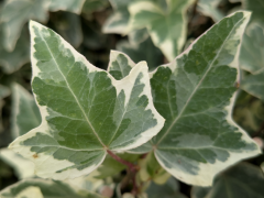 Weißbunter Efeu Glacier (Hedera helix), 60-80 cm gestäbt