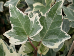 Efeu Glacier - Hedera helix, 80-100 cm gestäbt
