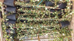 Goldefeu Goldheart - Hedera helix, 60-80 cm gestäbt