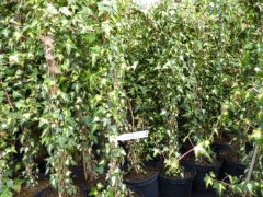 Goldefeu Goldheart - Hedera helix, 80-100 cm gestäbt