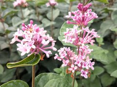 Herbstflieder Superba - Syringa microphylla, 60-80 cm