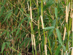 1 Meter Fertighecke+1J aus Elfenbeinbambus (Bambus Fargesia Ivory Ibis)