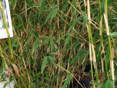 Bambus Ivory Ibis (Elfenbeinbambus), 80-100 cm groß