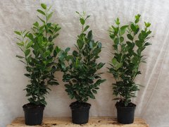 1 Meter Fertighecke+1J aus Säulen-Kirschlorbeer (Prunus laurocerasus Obelisk)