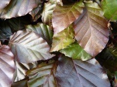 Blutbuche, Fagus sylvatica 'purpurea im Container, 100-125 cm