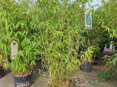 Gartenbambus Malachite Monkeys