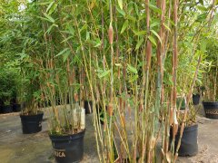 Säulenbambus Fargesia Massai