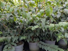 Europäischer Pfeifenstrauch / Bauernjasmin - Philadelphus coronarius, 60-100 cm