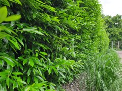 Prunus laurocerasus Caucasica / Hecken-Kirschlorbeer im Container