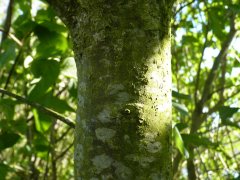 Einheimische Traubenkirsche (Prunus Padus), 50-80 cm groß