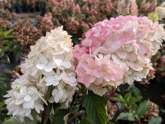 Rispenhortensie Vanille Fraise - Hydrangea paniculata, 40-60 cm