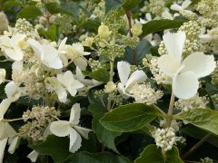 Rispenhortensie Kyushu - Hydrangea paniculata, 40-60 cm