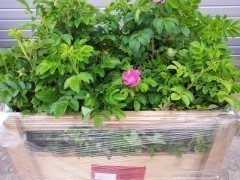 Rosa rugosa/Heckenrose im Container (diverse Größen)