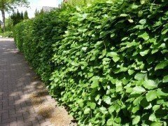 Rotbuche, Buche (Fagus sylvatica) im Container, 125-150cm
