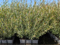 Salix purpurea nana, 50-80 cm groß im 1L Container