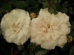 Rose 'Sea foam' (Bodendeckerrose)