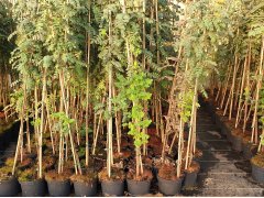 Sorbus domestica (Speierling), Containerpflanzen ab 15 bis 200 cm
