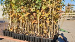 Sorbus Torminalis (Elsbeere), 50-80cm, im Container