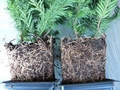 Taxus baccata 'Repandens', 20-30 cm groß, im 1L Container