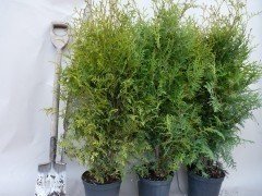 Thuja occidentalis - Lebensbaum brabant im Container