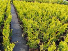 Thuja plicata 'Aurescens'  / Goldspitzen Lebensbaum, 80-100cm