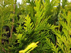 Thuja plicata 'Aurescens' / Goldspitzen Lebensbaum, 80-100cm