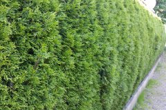 1 Meter Fertighecke+1J aus Thuja smaragd (Lebensbaum, Thuja occ. smaragd)