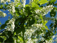 Einheimische Traubenkirsche (Prunus Padus), 50-80 cm groß Einheimische Traubenkirsche (Prunus Padus), 50-80 cm groß