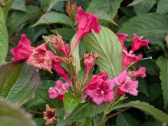 Weigelie Bristol Ruby - Weigela, 60-100 cm