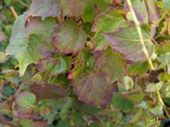 Wilder Wein Veitchii - Parthenocissus tricuspidata, 60-100 cm