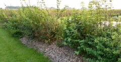Ca. 65 m Naturhecke aus 250 Pflanzen - Freilandware, 50-80 cm groß