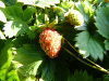 Walderdbeere Fragaria Vesca