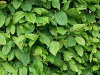 Hainbuche / Carpinus Betulus (Laub)