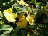 Hypericum Hidcote Gold / Johanniskraut