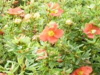 Potentilla Red Ace / Fünffingerstrauch