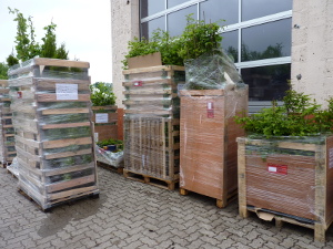 Versandfähige Pflanzen