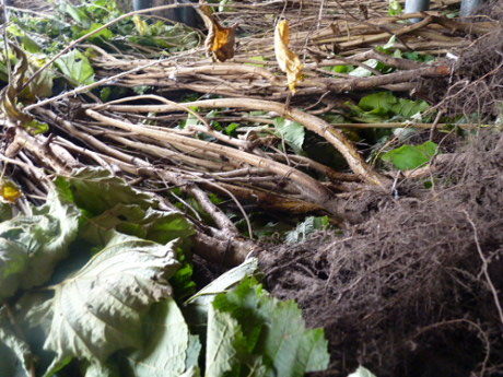 Freilandware/wurzelnackt